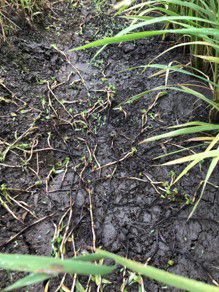 7月27日（散布10日後）