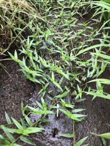 7月17日（散布日）