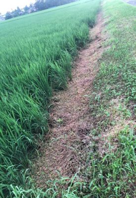 7月30日（散布13日後）