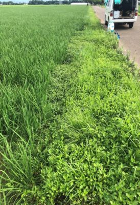 7月17日（散布日）