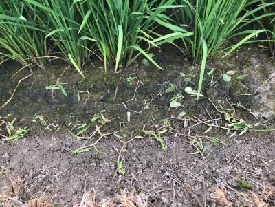 7月20日（散布7日後）