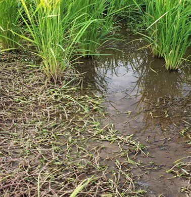 7月27日（散布8日後）