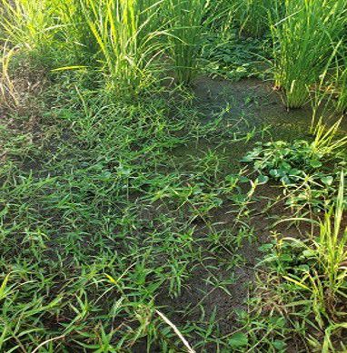 7月19日（散布前）