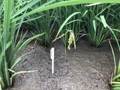 7月20日（散布7日後）