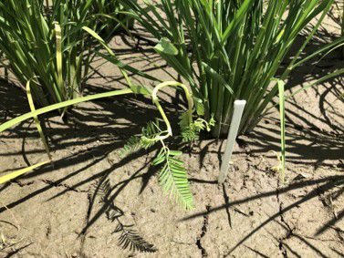 6月29日（散布5日後）