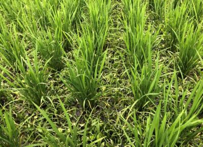 7月14日（散布1日後）