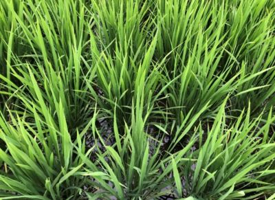 7月23日（散布10日後）