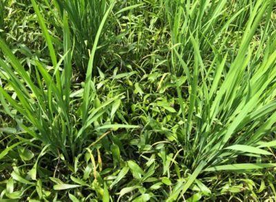 7月13日（散布前）