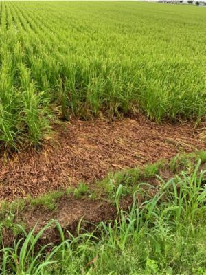 8月6日（散布12日後）