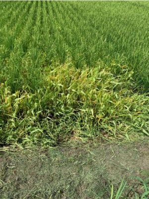 7月30日（散布5日後）