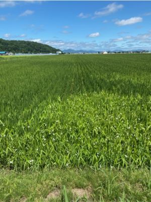 7月25日（散布前）