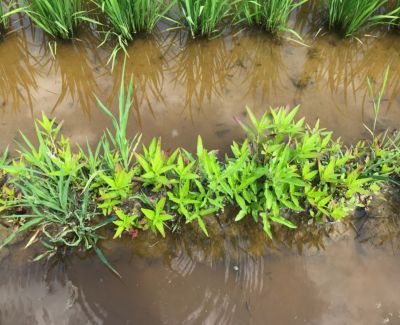 6月26日（散布前）