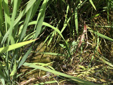 8月10日（散布11日後）