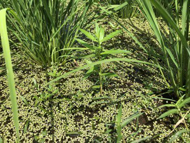 7月30日（散布前）