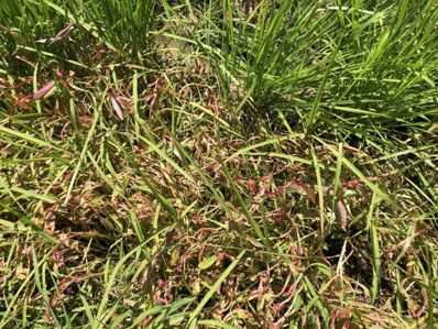 6月29日（散布5日後）