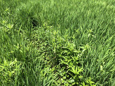 6月24日（散布前）