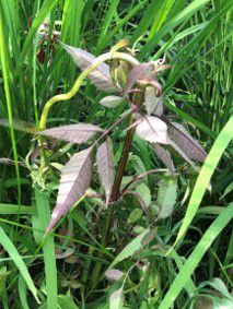 6月29日（散布3日後）