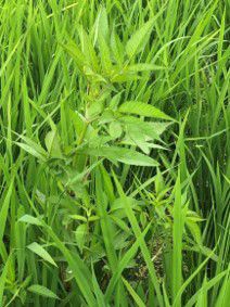 6月26日（散布前）