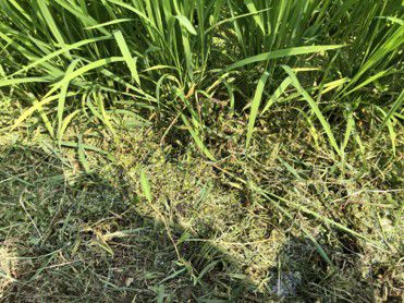 7月21日（散布5日後）