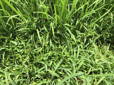 7月16日（散布前）