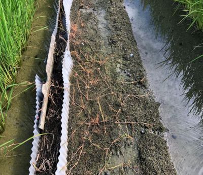 散布後アゼガヤ