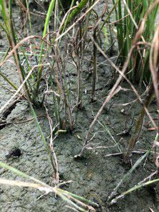 6月26日（散布10日後）