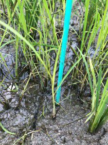 6月16日（散布前）