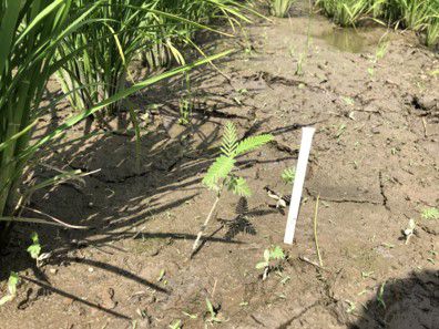 6月24日（散布2日前）