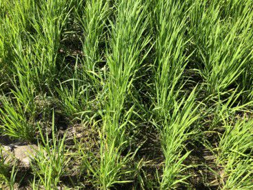 6月17日（散布前）