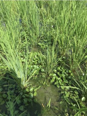 6月27日（散布前）