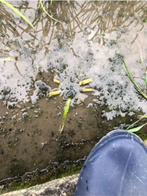 6月11日（散布5日後）