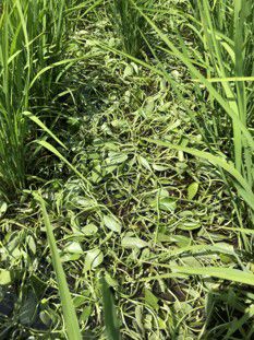 7月2日（散布6日後）