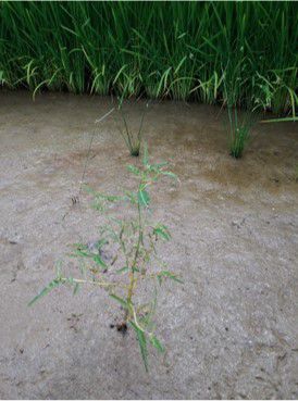 6月22日（散布7日後）