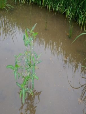 6月15日（散布前）