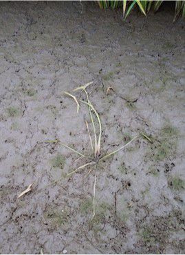 6月22日（散布7日後）