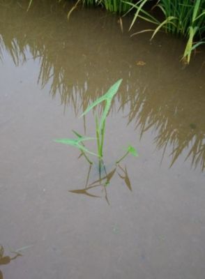 6月15日（散布前）