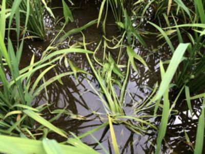 7月13日（散布14日後）