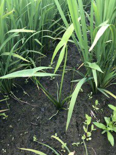 6月29日（散布前）