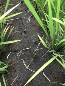 7月20日（散布17日後）