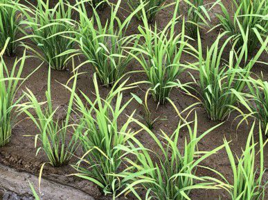 7月3日（散布前）