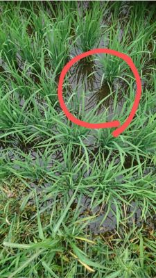 7月4日（散布18日後）