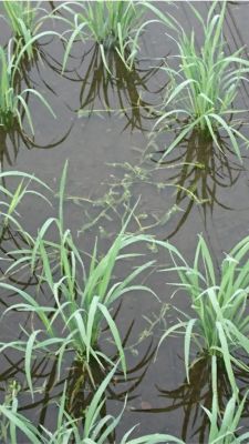 6月20日（散布4日後）