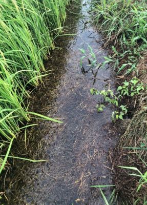 7月30日（散布22日後）