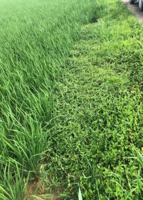 7月8日（散布日）