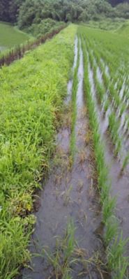 7月3日（散布11日後）