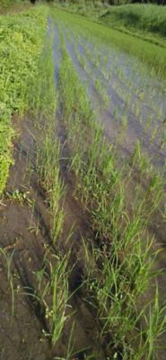 6月22日（散布前）