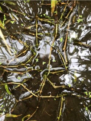 8月10日（散布16日後）