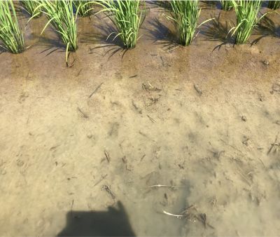 6月24日（散布6日後）