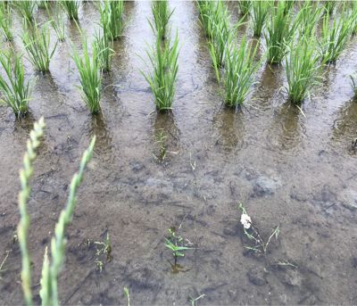 6月18日（散布前）