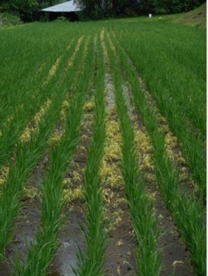 6月29日（散布3日後）